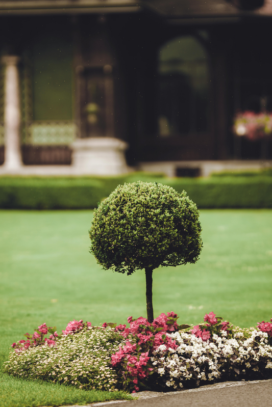 Plants as Environment’s Best Friends