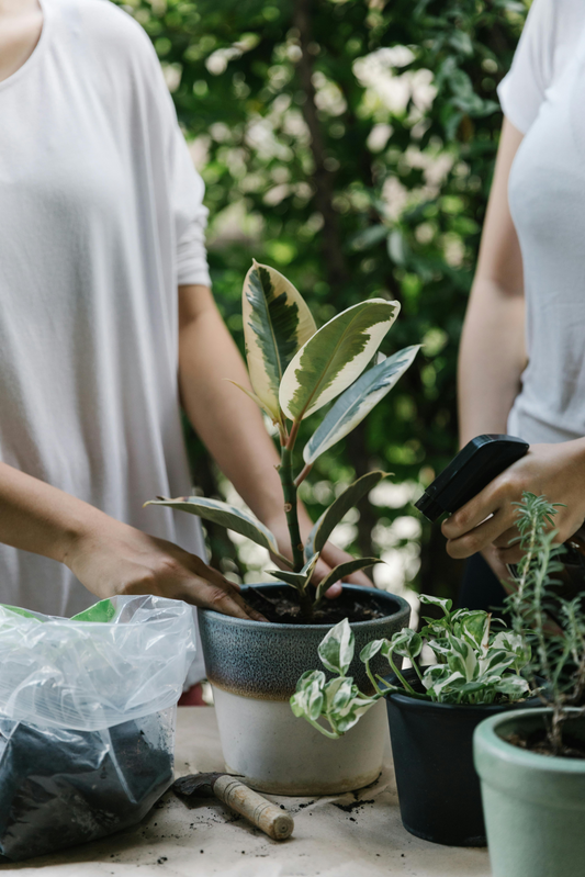 How to Care for Your Delivered Plants: A Beginners Guide