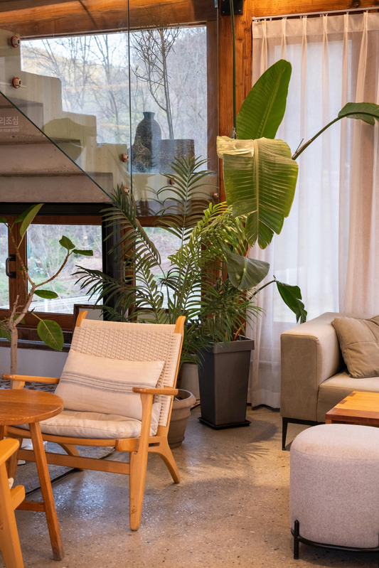 The Best Indoor Plants For Every Room in your Home