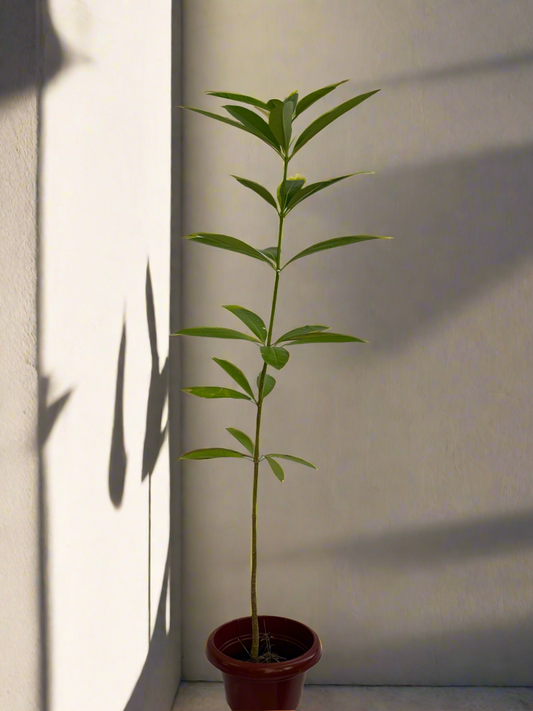 Alstonia scholaris