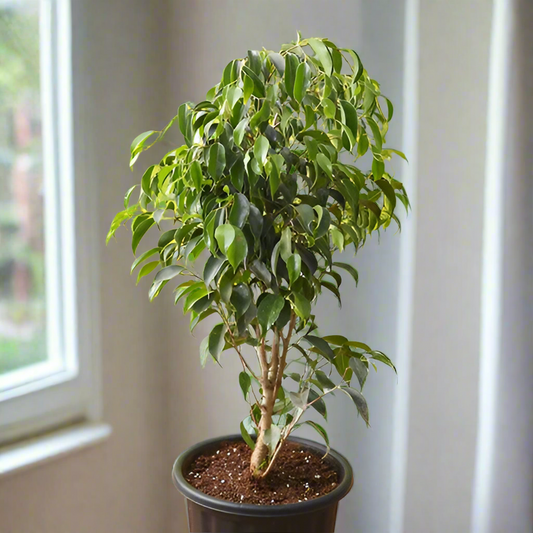 Ficus