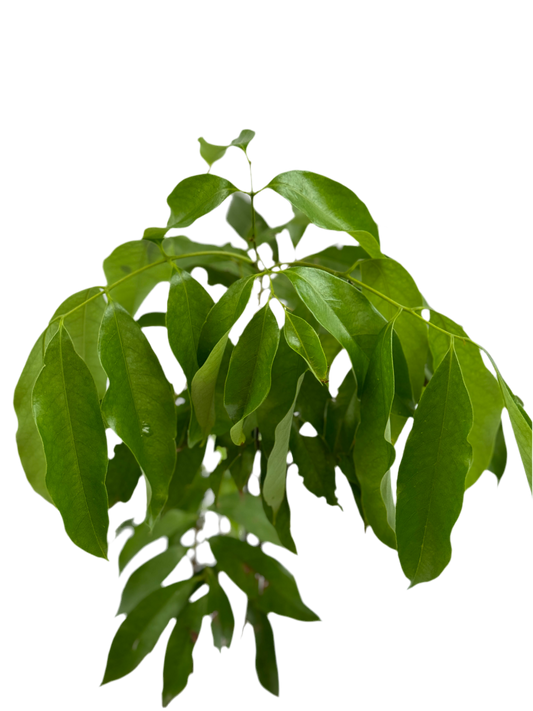 Lichi