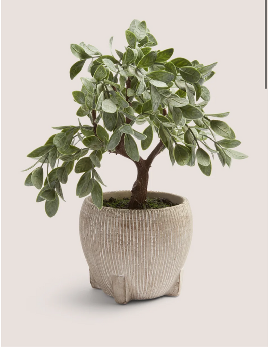 Cabana bonsai tree