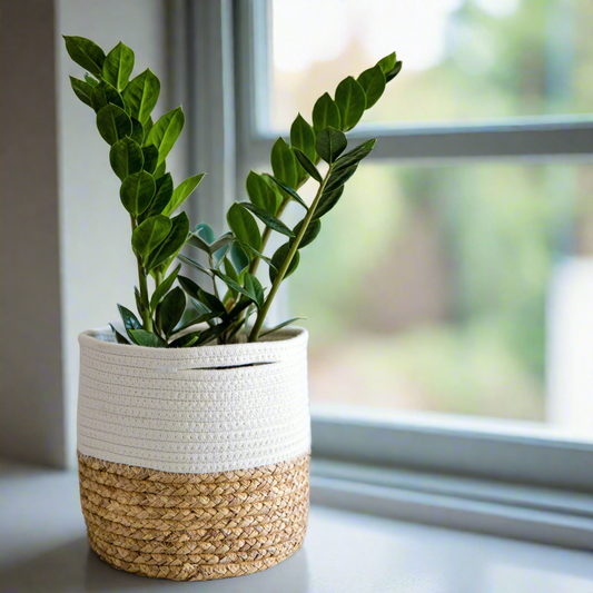 ZZ Plant