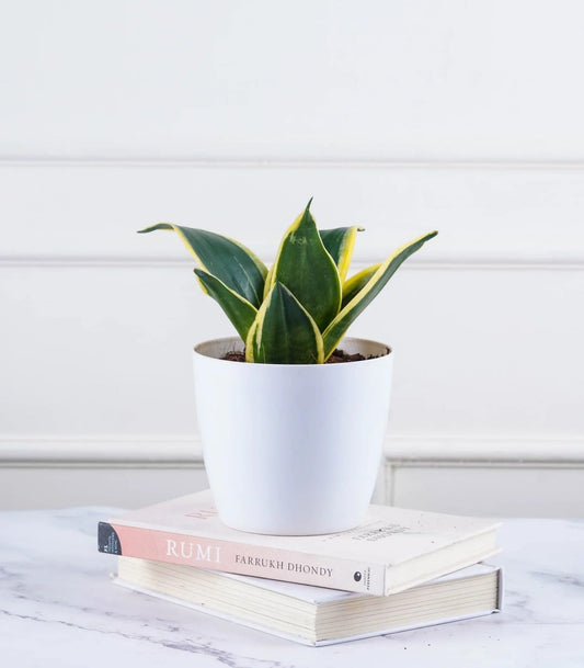 Dwarf Snake Plant