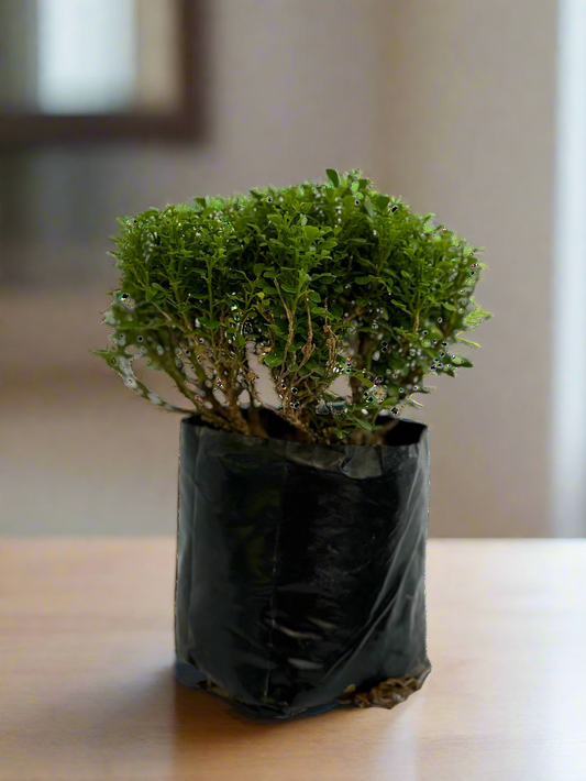 Table Kamni