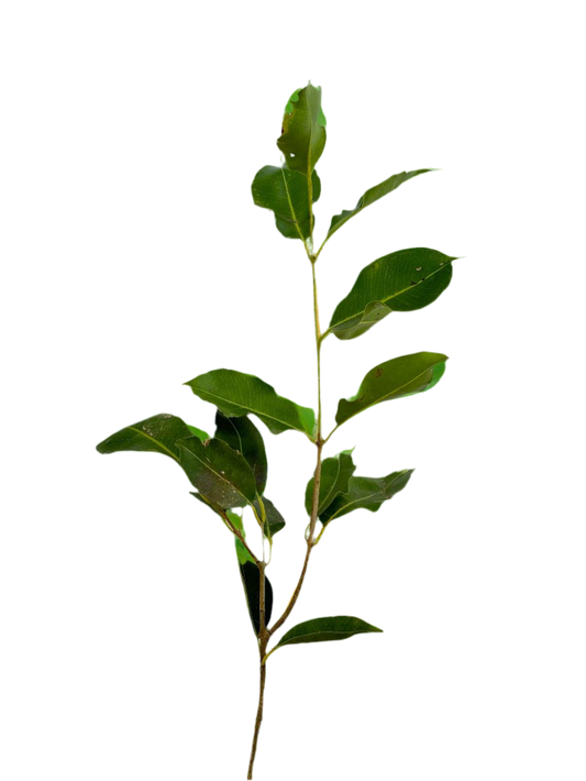 Jamun Grafted