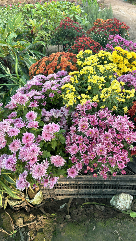 Guldavri 10’’ Pot