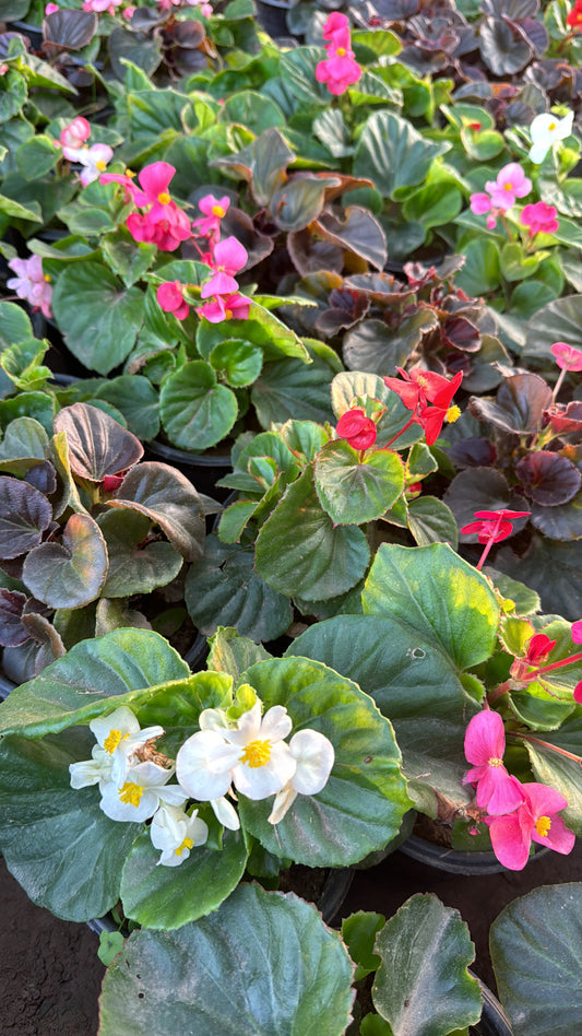 Begonia