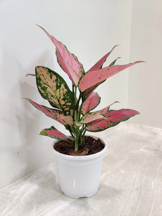 Aglaonema