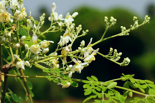 Moringa / Swanjana