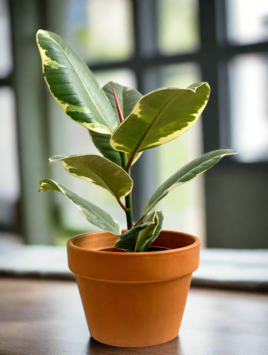 Rubber Plant Variegated
