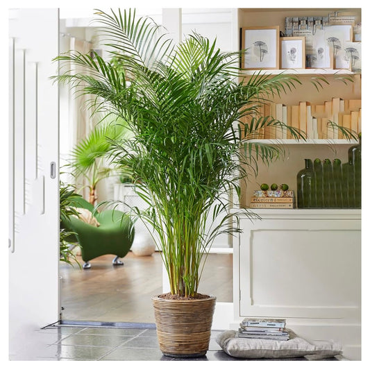Areca Palm