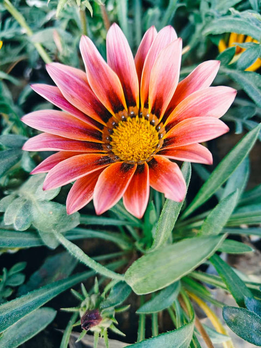 Gazania