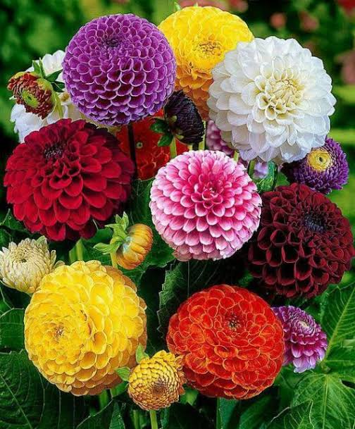 Dahlia