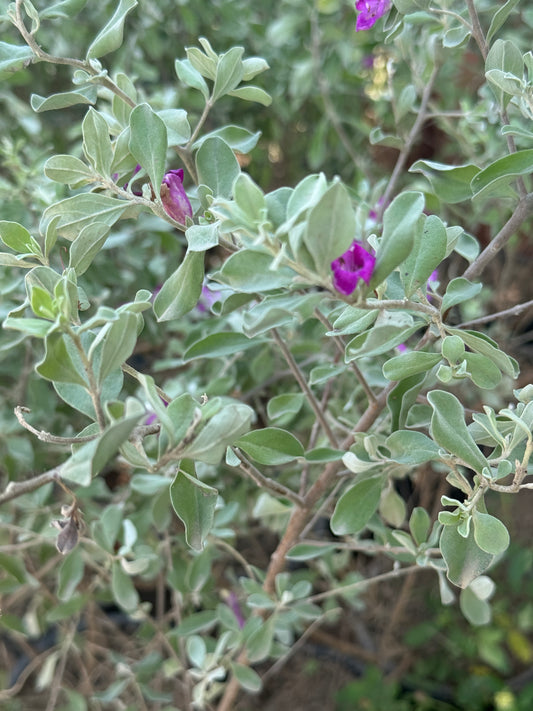 Leucophyllum