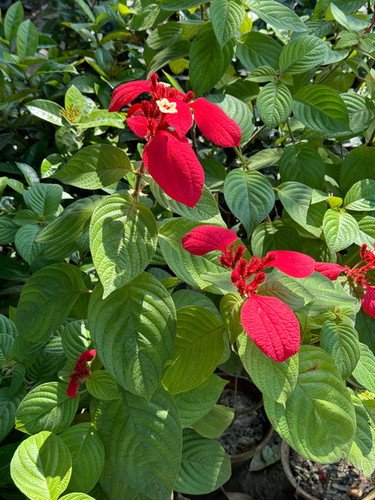 Mussaenda