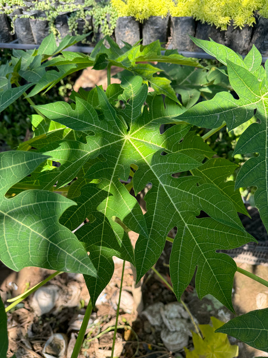 Papita