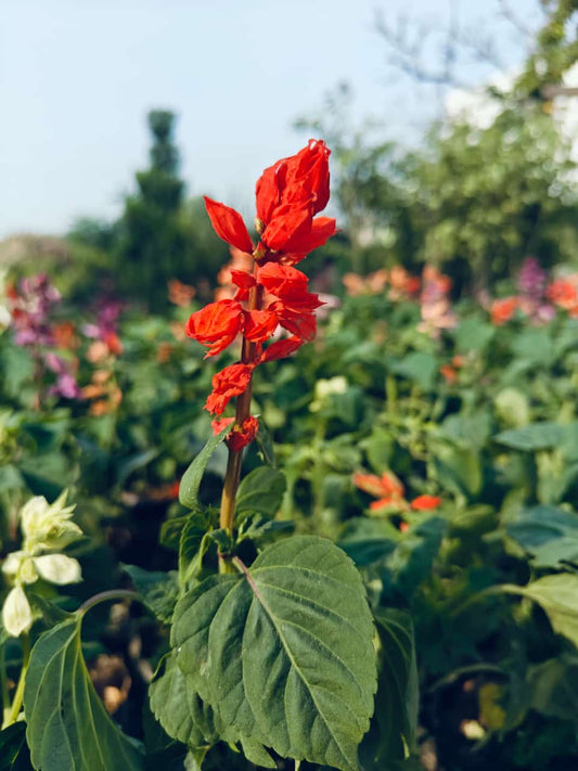 Salvia