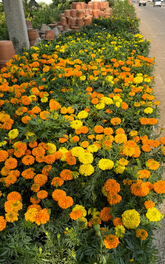 Marigold