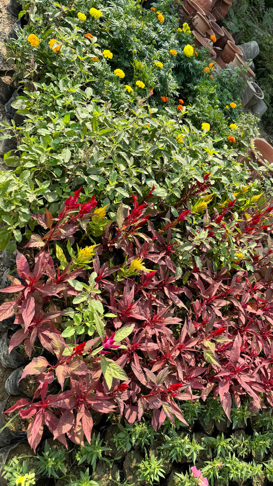 Murga Flower