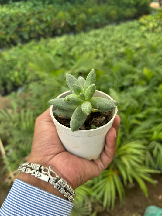Pachyphytum hookeri