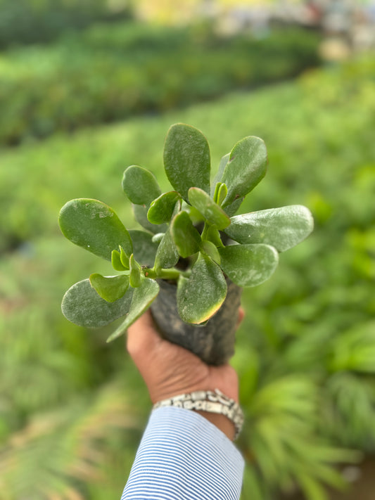 Wofloo Crassula Ovata