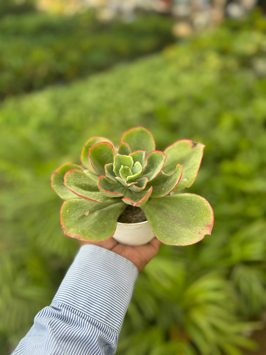 Aeonium Kiwi