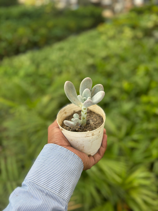 Pachyphytum oviferum