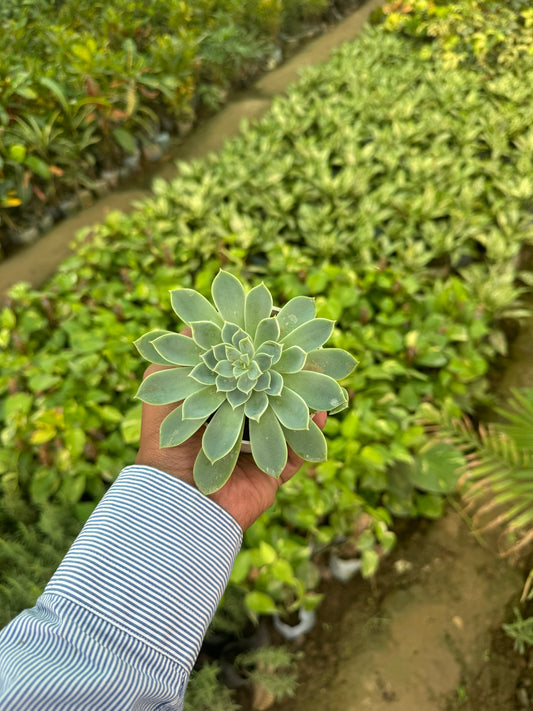 Echeveria