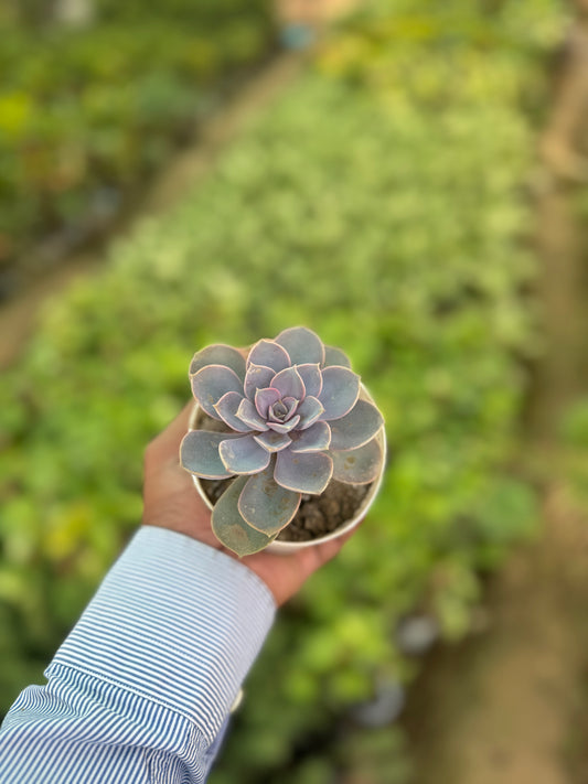 Echeveria Blue Sky