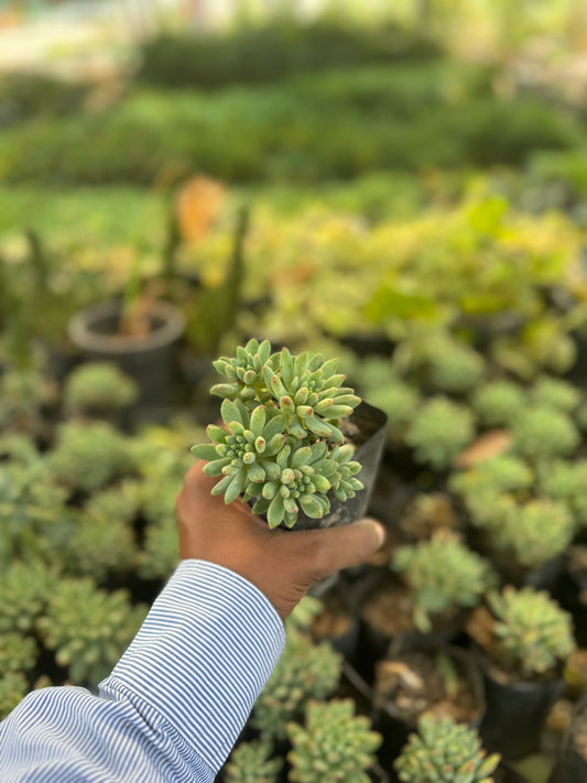 Echieveria Blur Elf