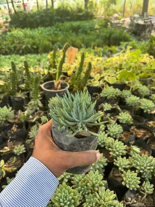 Sencio vitalis (Bare Rooted)