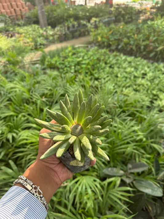 Orostachys japonica