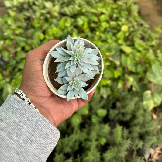 Echeveria Peacockii- Blue Bird