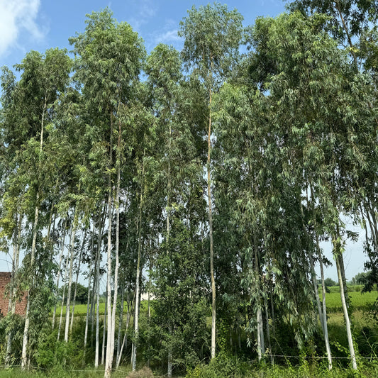 Eucalyptus/ Safeda
