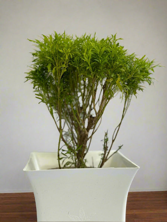 Aralia