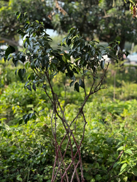 Ficus Joind