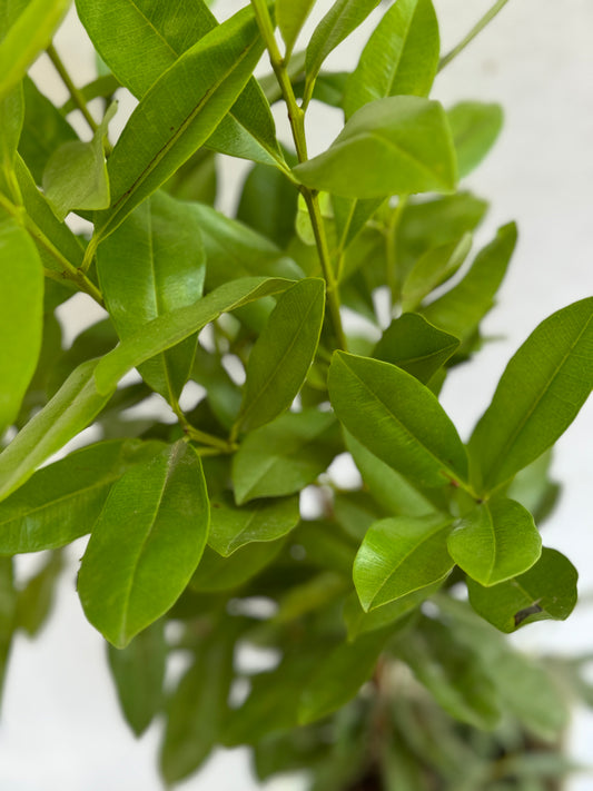 Allspice