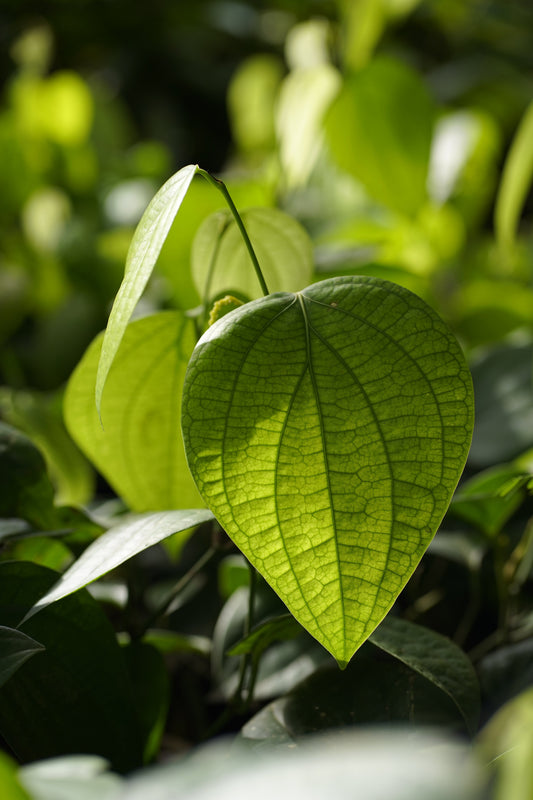 Black Pepper (ਕਾਲੀ ਮਿਰਚ)