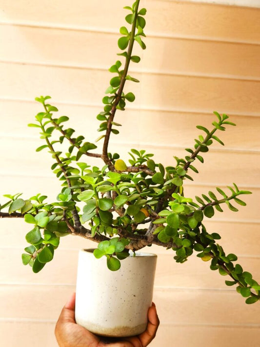 Jade
