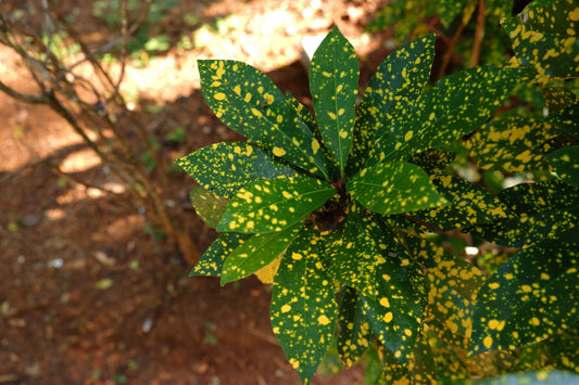 Kabootri Croton