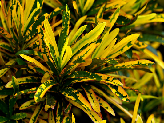 Patli Patti Croton