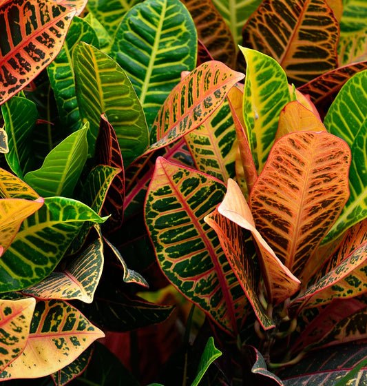 Banglori Croton