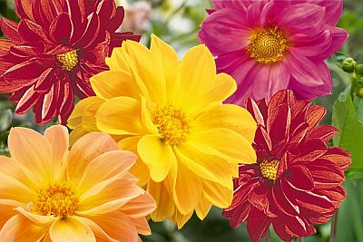 Dahlia Pompon