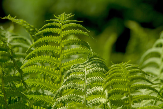 Fern