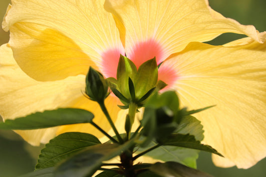 Hibiscus