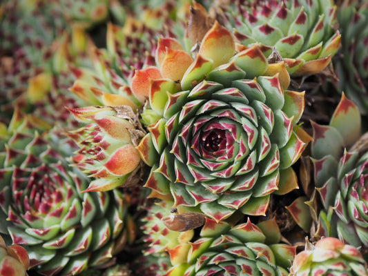Houseleek