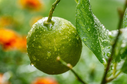 Kamla Lemon