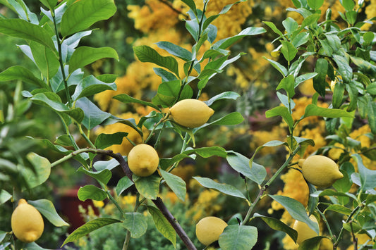 Kagzi Lemon(ਕਾਗਜ਼ੀ ਨਿੰਬੂ)